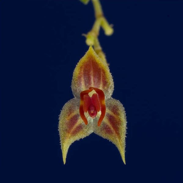 Lepanthes cribbii